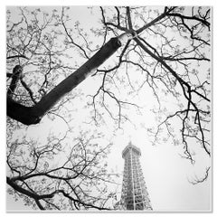 Albero e Torre Eiffel, fotografia artistica in bianco e nero, Parigi, Francia