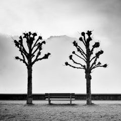 Des châtaigniers le long de la promenade – Photographie d'art en noir et blanc en édition limitée