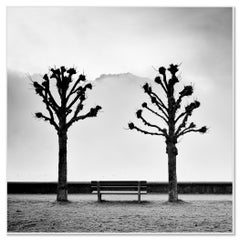 Des châtaigniers le long de la promenade – Photographie d'art en noir et blanc en édition limitée