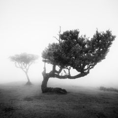 Bosque nuboso de laureles antiguos 2 – Madeira, fotografía artística en blanco y negro