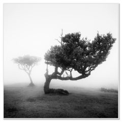 Bosque nuboso de laureles antiguos 2 – Madeira, fotografía artística en blanco y negro