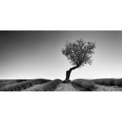 Lavendelfarbenes Feld mit Baum Panorama, Schwarz-Weiß-Fotografie, Kunstlandschaft