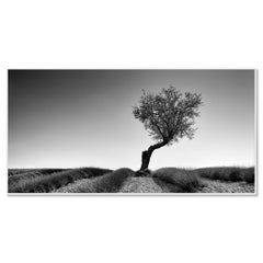 Lavendelfarbenes Feld mit Baum Panorama, Schwarz-Weiß-Fotografie, Kunstlandschaft