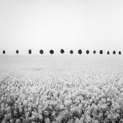 Étude n° 1 sur Brassica napus – Photographie minimaliste en noir et blanc d'un paysage, France