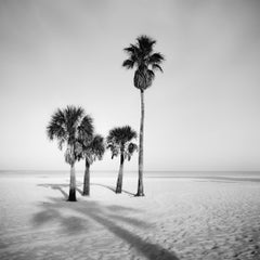 Palm Beach-Studie 6 – Vier Palmen an einem einsamen Strand, Florida
