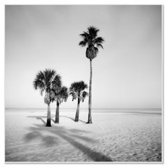Palm Beach-Studie 6 – Vier Palmen an einem einsamen Strand, Florida