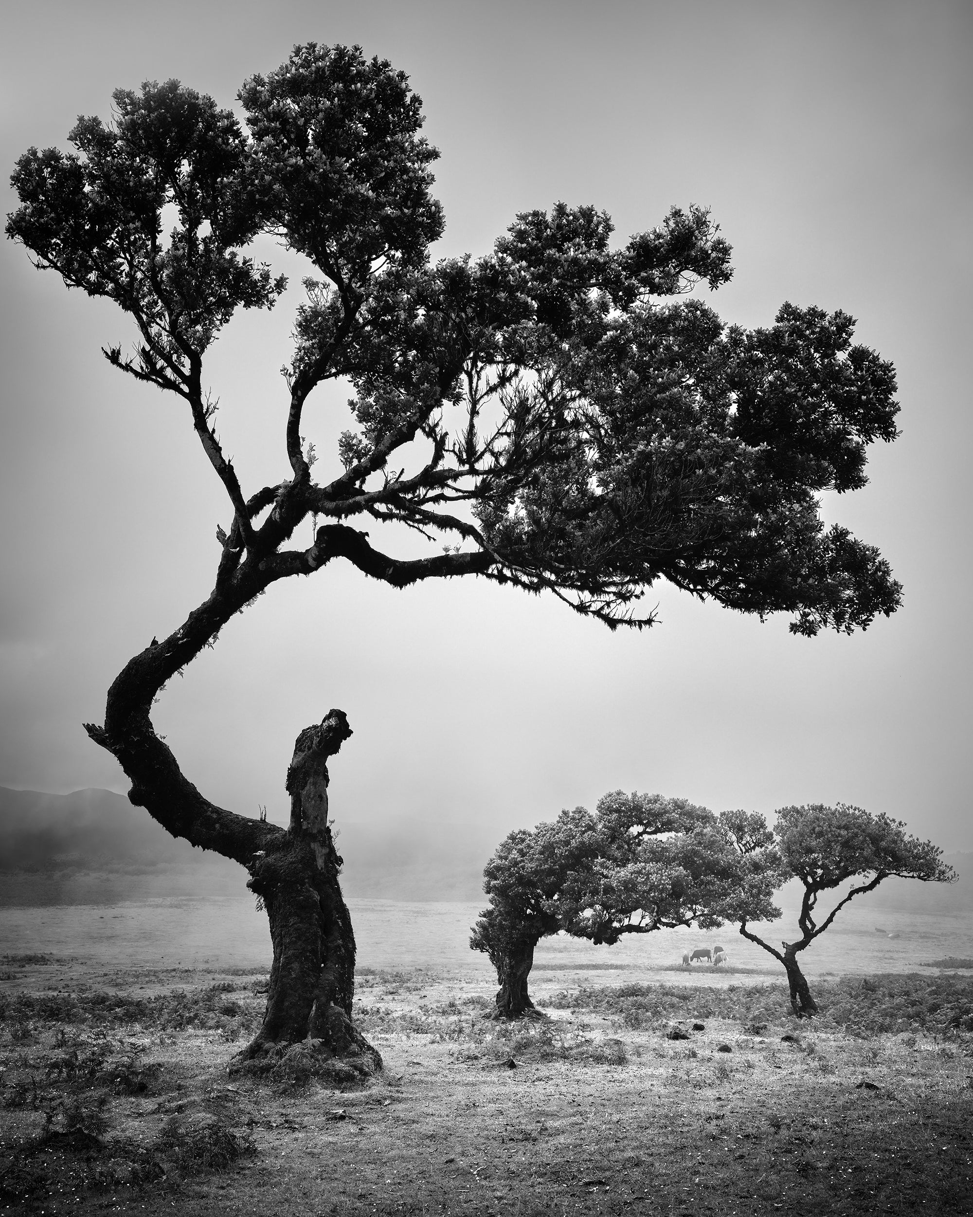 Ancient Laurisilva Forest Study 5, Madeira – Limited Black and White Photograph