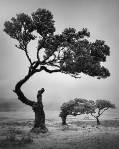 Studie 5: Der uralte Laurisilva-Wald – Madeira, Portugal, Schwarz-Weiß-Kunstfotografie