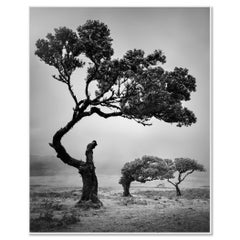 Étude n° 5 sur la forêt ancestrale de laurisilva – Madère, Portugal, photographie d'art en noir et blanc