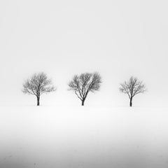 Drei Bäume auf einem verschneiten Feld – Minimalistisches Schwarz-Weiß aus Österreich – Limitierte Auflage