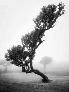 Antica foresta di Laurisilva 10 – Madeira, fotografia artistica in bianco e nero