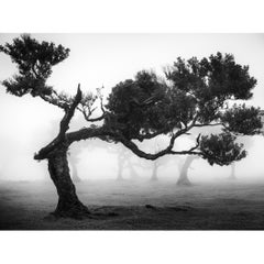Studio sulla foresta di Laurisilva 9 – Foresta di Fanal, Madeira, foto in bianco e nero