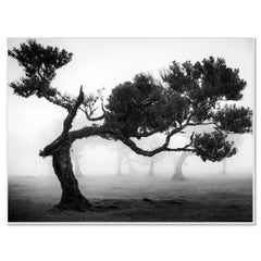Studio sulla foresta di Laurisilva 9 – Foresta di Fanal, Madeira, foto in bianco e nero