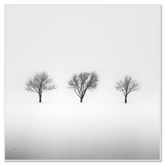Trois arbres dans un champ enneigé, Étude n° 2 – Autriche, paysage en noir et blanc