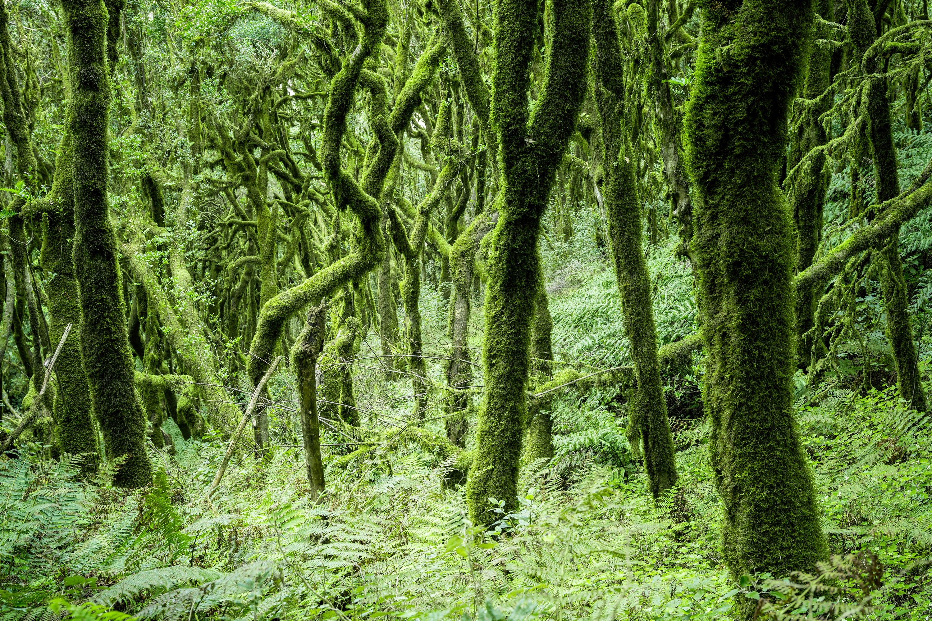 Der Lorbeerwald von La Gomera, Farbfotografie, Landschaft, limitierte Auflage