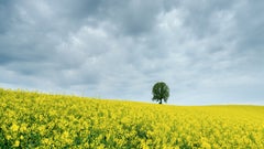 Tree in a Yellow Rapeseed Field, Austria, Contemporary Colour Fine Art Photo
