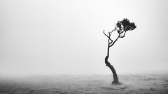 Lonely Tree in the Fog – Fanal Forest, Madeira, Portugal – Black and White Photo