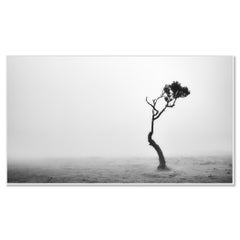 Lonely Tree in the Fog – Fanal Forest, Madeira, Portugal – Black and White Photo