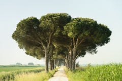 Avenida de pinos piñoneros, Emilia-Romaña, Italia. Fotografía paisajística en color