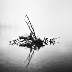 Étude n° 1 d'un arbre tombé, Autriche, photographie d'art minimaliste en noir et blanc