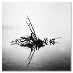 Étude n° 1 d'un arbre tombé, Autriche, photographie d'art minimaliste en noir et blanc