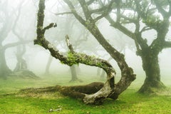 Mystische, gewundene Lorbeerbäume, Portugal, Farbfoto in limitierter Auflage