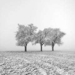 Vereiste Apfelbäume 1 – Österreich, Schwarz-Weiß-Foto einer Winterlandschaft