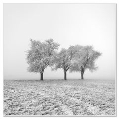 Vereiste Apfelbäume 1 – Österreich, Schwarz-Weiß-Foto einer Winterlandschaft