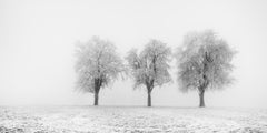 Frozen Apple Trees Panorama – Limited Edition Black and White Winter Photograph