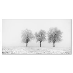 Frozen Apple Trees Panorama – Limited Edition Black and White Winter Photograph