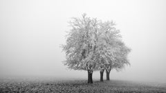 Panorama de pommiers gelés - Tirage en édition limitée d'un paysage hivernal monochrome