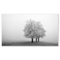 Panorama de pommiers gelés - Tirage en édition limitée d'un paysage hivernal monochrome