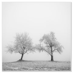 Minimalist Winter Field with Frosted Trees – Black and White Limited Photo