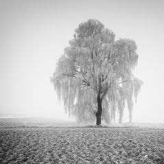 Étude n° 1 d'un saule gelé – Photo minimaliste en noir et blanc d'un paysage hivernal