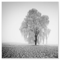 Étude n° 1 d'un saule gelé – Photo minimaliste en noir et blanc d'un paysage hivernal