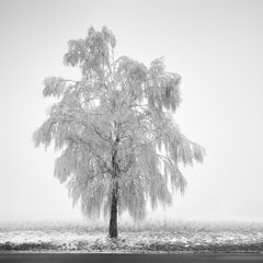 Frozen Birch Tree Study 1 – Minimalist Black and White Winter Photograph