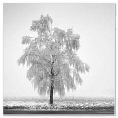 Frozen Birch Tree Study 1 – Minimalist Black and White Winter Photograph