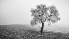 Tree in Frozen Field Panorama, Minimalist Black-and-White Winter Photograph