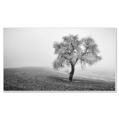 Tree in Frozen Field Panorama, Minimalist Black-and-White Winter Photograph