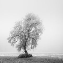 Frozen Farmland Study 2 – Minimalist Black-and-White Winter Landscape Photograph