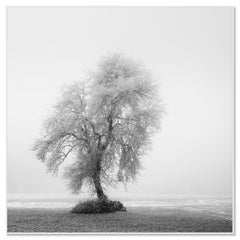 Frozen Farmland Study 2 – Minimalist Black-and-White Winter Landscape Photograph