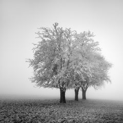 Frozen Apple Trees 2 – Austria, Black and White Winter Landscape Photograph