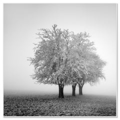 Frozen Apple Trees 2 – Austria, Black and White Winter Landscape Photograph