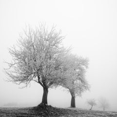 Frozen Landscape – Minimalist Winter Landscape Photograph – Limited Edition