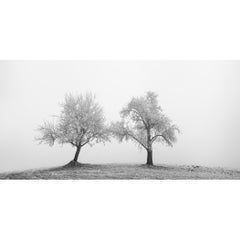 Panoramaaufnahme von zwei einsamen, vereisten Bäumen, Österreich, Schwarz-Weiß-Kunstfotografie