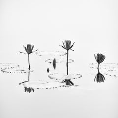 Estudio de una flor de loto n.º 1 – Fotografía minimalista en blanco y negro, Vietnam