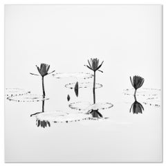 Estudio de una flor de loto n.º 1 – Fotografía minimalista en blanco y negro, Vietnam
