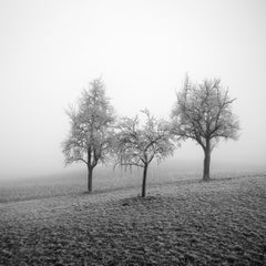 Studie einer gefrorenen Landschaft 2 – Mit Raureif bedeckte Bäume in Österreich – Limitierte Auflage
