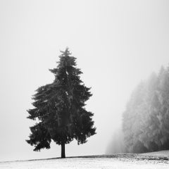 Studio sull’albero di Natale n. 1 – Austria, fotografia artistica in bianco e nero in edizione limitata