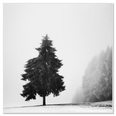 Studio sull’albero di Natale n. 1 – Austria, fotografia artistica in bianco e nero in edizione limitata